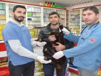 Beş Bacaklı Kuzu Ameliyat Edildi