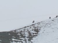 Kızıl Akbabalar İçin Doğaya Foto Kapan Bırakıldı