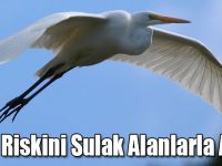 Afet Riskini Sulak Alanlarla Azalt