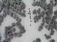 Karla kaplı kent ormanında doğa yürüyüşü: Eşiz manzara havadan görüntülendi