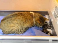 Doğum yapmakta zorlanan kediye sezaryen yapıldı