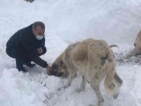 Vali Tuncay Sonel, karlı yolda sokak hayvanlarını besledi