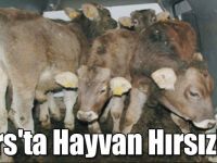 Kars'ta Hayvan Hırsızlığı