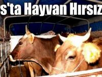 Kars'ta Hayvan Hırsızlığı, 8 Büyükbaş Hayvan Kayıp!
