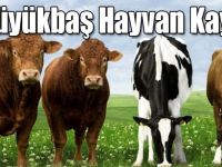 Kars'ta 8 Büyükbaş Hayvan Kayboldu