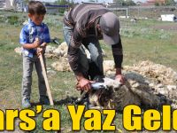 Kars’ta Koyunlar Kırkılmaya Başladı