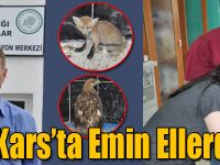 Yaban Hayvanları Kars’ta Emin Ellerde