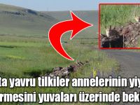 Kars'ta yavru tilkiler annelerinin yiyecek getirmesini yuvaları üzerinde bekliyor