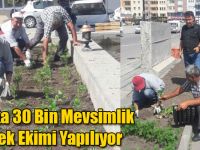Kars'ta 30 Bin Mevsimlik Çiçek Ekimi Yapılıyor