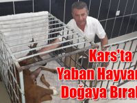 Kars'ta Yaban Hayvanları Doğaya Bırakıldı