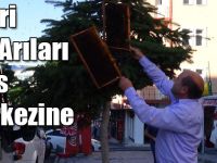 Firari Bal Arıları Kars Merkezine İndi
