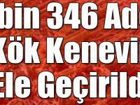 Kars'ta 2 bin 346 Adet Kök Kenevir Ele Geçirildi