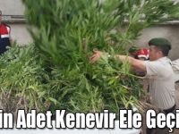 Kars'ta 12 Bin Adet Kenevir Ele Geçirildi