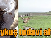 Kars’ta yaralı halde bulunan Kulaklı Baykuş tedavi altına alındı