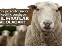 Kars'ta Kurban Sevkiyatları Başladı