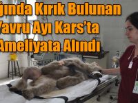 Ayağında Kırık Bulunan Yavru Ayı Kars’ta Ameliyata Alındı