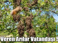Oğul Veren Arılar Vatandaşı Sardı