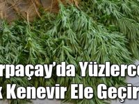 Arpaçay’da 220 Adet Kök Kenevir Ele Geçirildi