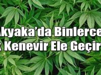 Akyaka’da 11 Bin 685 Adet Kök Kenevir Ele Geçirildi