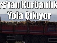Kars'tan Kurbanlıklar Yola Çıkıyor