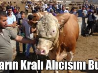 Kars Hayvan Pazarının Kralı Alıcısını Buldu