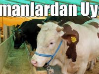 Sağlıklı Kurban Seçimi İçin Uzmanlardan Uyarı