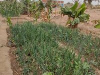 Afrika’daki kurak alanlar yemyeşil bahçe oldu