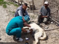 Kurtların saldırdığı köpek tedavi altına alındı
