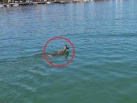 Denize atlayan karacayı sahil güvenlik kurtardı