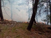 İzmir’in iki ilçesindeki orman yangınlarında 12 hektarlık alan zarar gördü