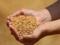 Edirne’de buğday 5,726 TL’den satıldı