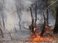 Uşak’taki orman yangınında 1,5 dekar alan zarar gördü