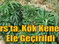 Kars'ta, Kök Kenevir Ele Geçirildi