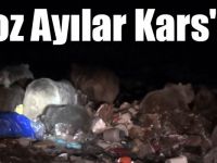Boz Ayılar Kars'ta