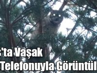 Kars'ta Vaşak Cep Telefonuyla Görüntülendi