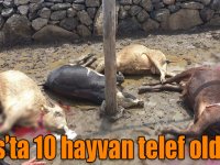 Kars’ta 10 hayvan telef oldu!