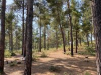 Tekirdağ’da piknik yaparken ormanı yakan 3 kişi tutuklandı