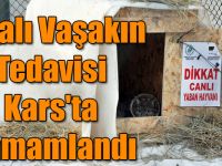 Yaralı Vaşakın Tedavisi Kars'ta Tamamlandı