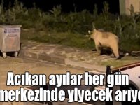 Acıkan ayılar her gün ilçe merkezinde yiyecek arıyorlar