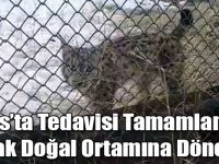 Kars’ta Tedavisi Tamamlanan Vaşak Doğal Ortamına Dönecek