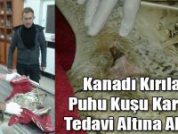 Kanadı Kırılan Puhu Kuşu Kars’ta Tedavi Altına Alındı