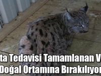 Kars'ta Tedavisi Tamamlanan Vaşak, Doğal Ortamına Bırakılıyor