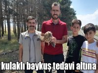 Kars’ta yaralı kulaklı baykuş tedavi altına alındı