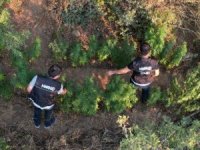 Ödemiş’te bir araziye ekilen Hint keneviri dron ile tespit edildi