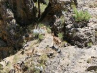 Munzur Dağlarında dağ keçileri görüntülendi