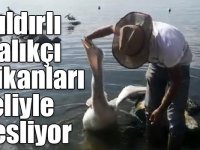 Çıldırlı balıkçı pelikanları eliyle besliyor