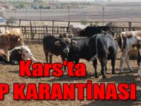 Kars’ta şap karantinası