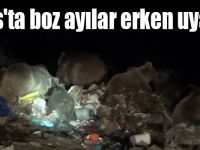 Kars'ta boz ayılar kış uykusundan erken uyandı