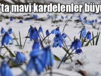 Kars'ta mavi kardelenler büyüledi