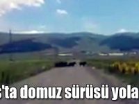 Kars'ta domuz sürüsü yola indi